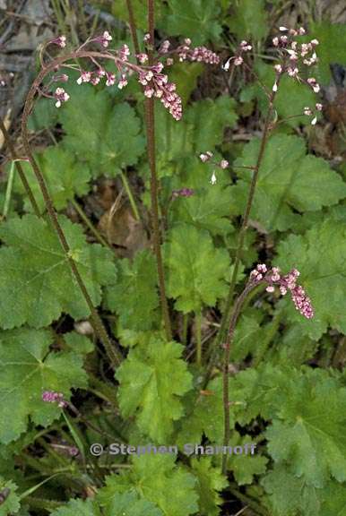 heuchera micrantha 4 graphic